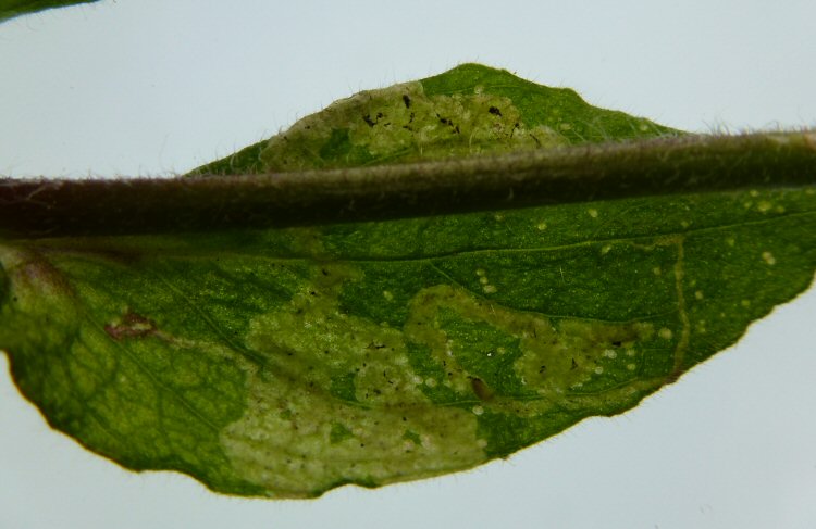 two mines in a leaf