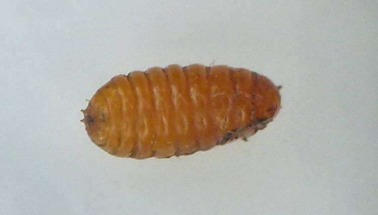 puparium ventral
