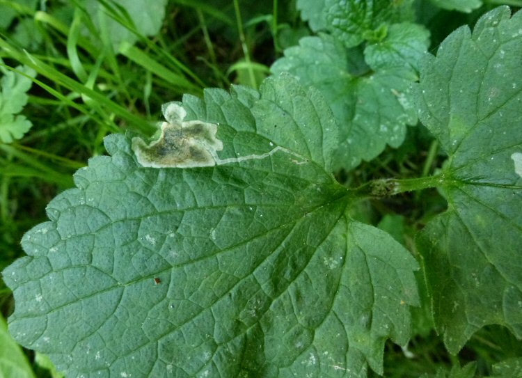 corridor leads to blotch