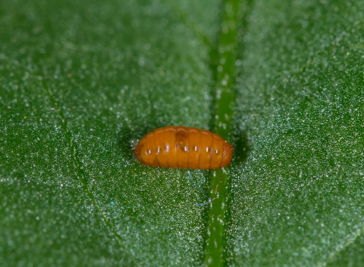 the pupa
