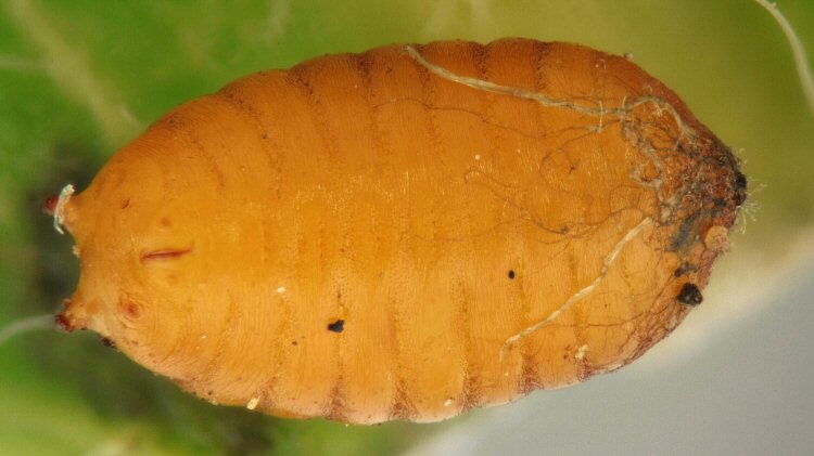 pupa