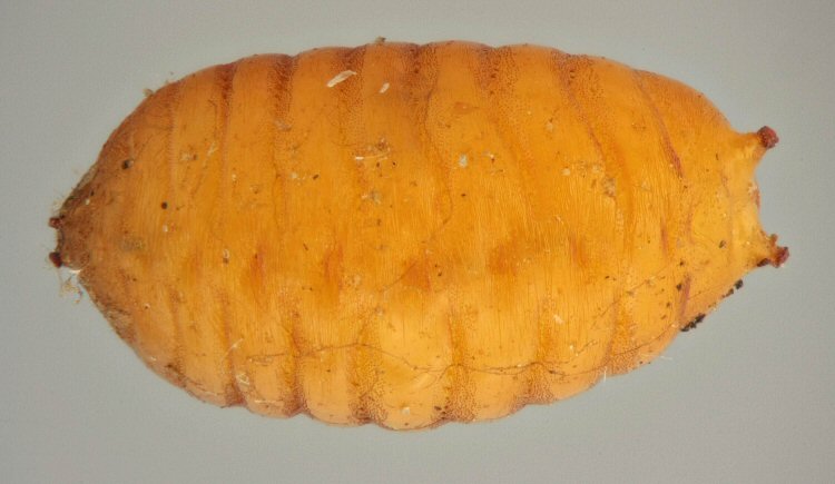 pupa