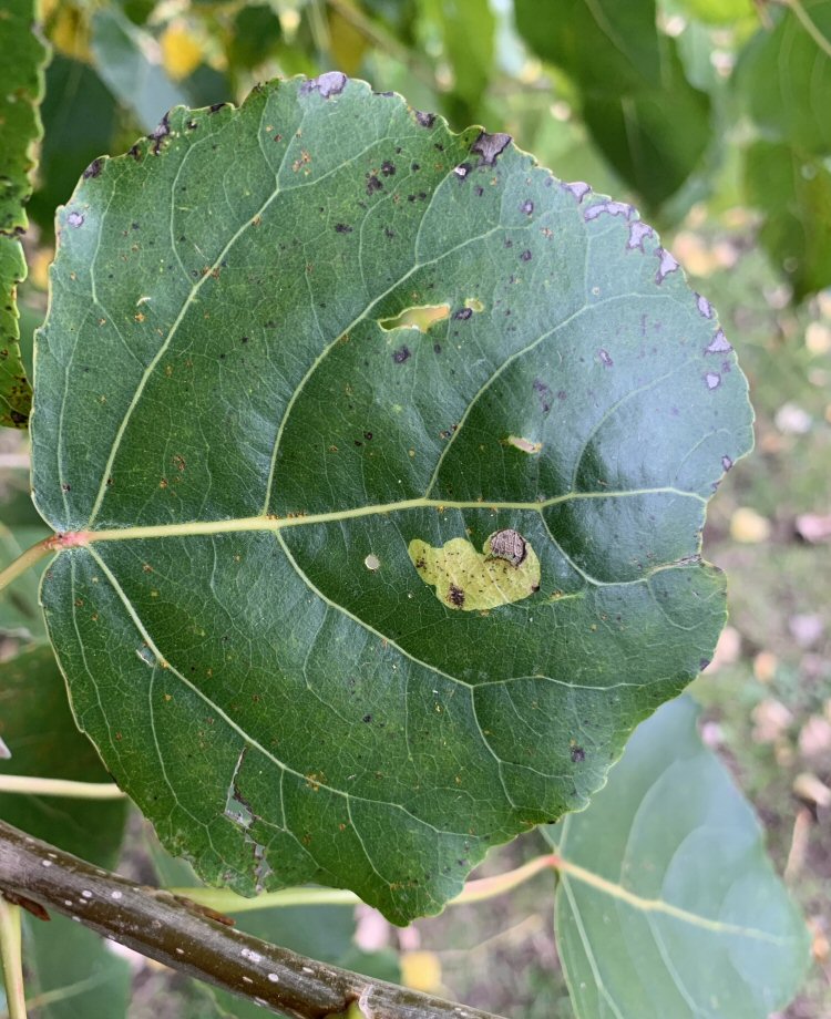 blotch mine formed