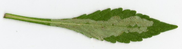 whitish blotch mine