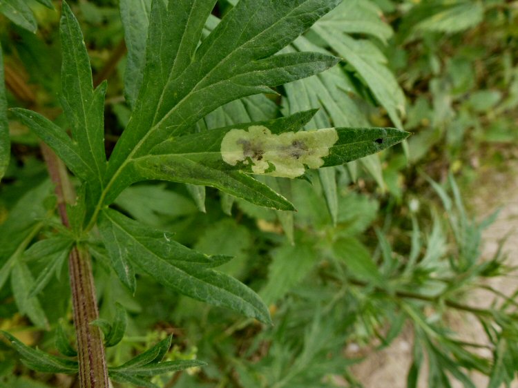 white blotch mine