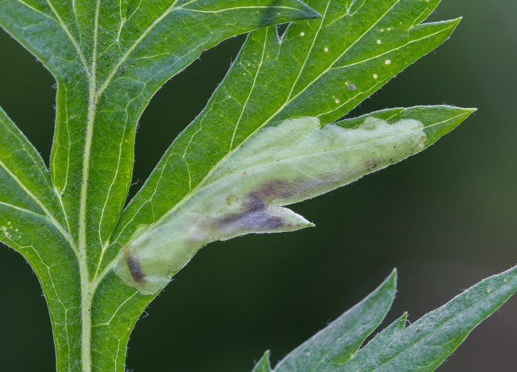 larva in mine
