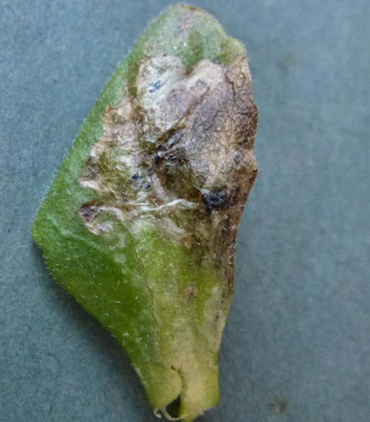 large whitish blotch mine