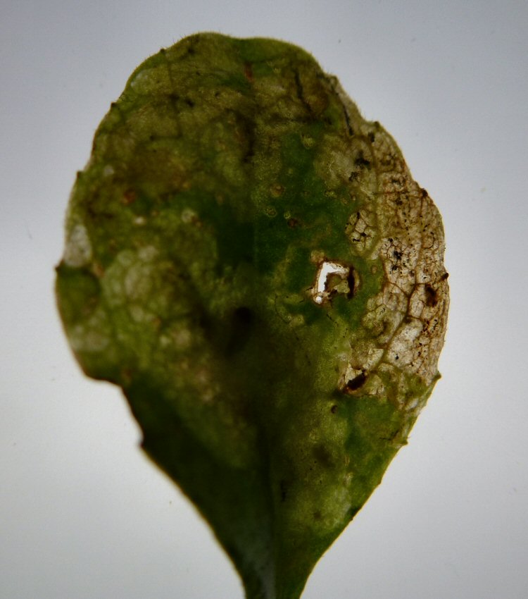 pupa in the mine