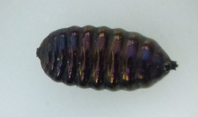 ventral view