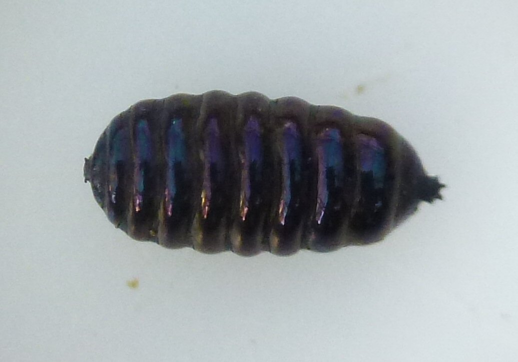 dorsal view