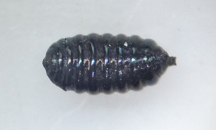puparium ventral view