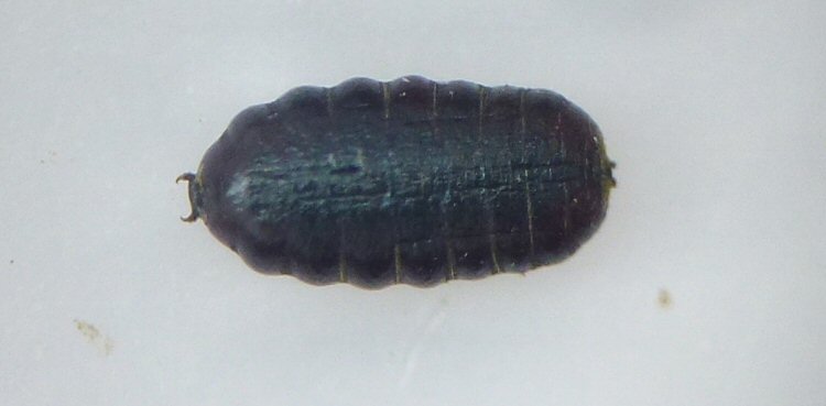 puparium dorsal view