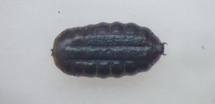 puparium ventral view