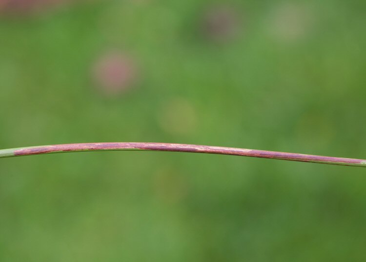 the leaf turns red as the mine matures