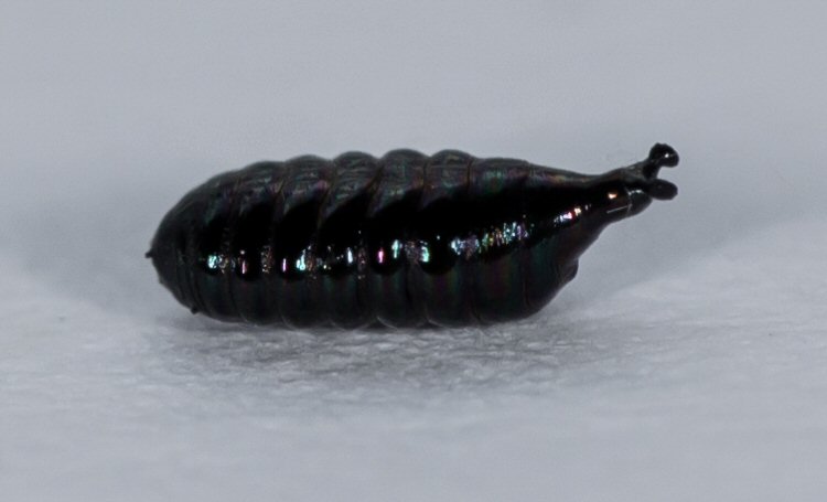 pupa - lateral view