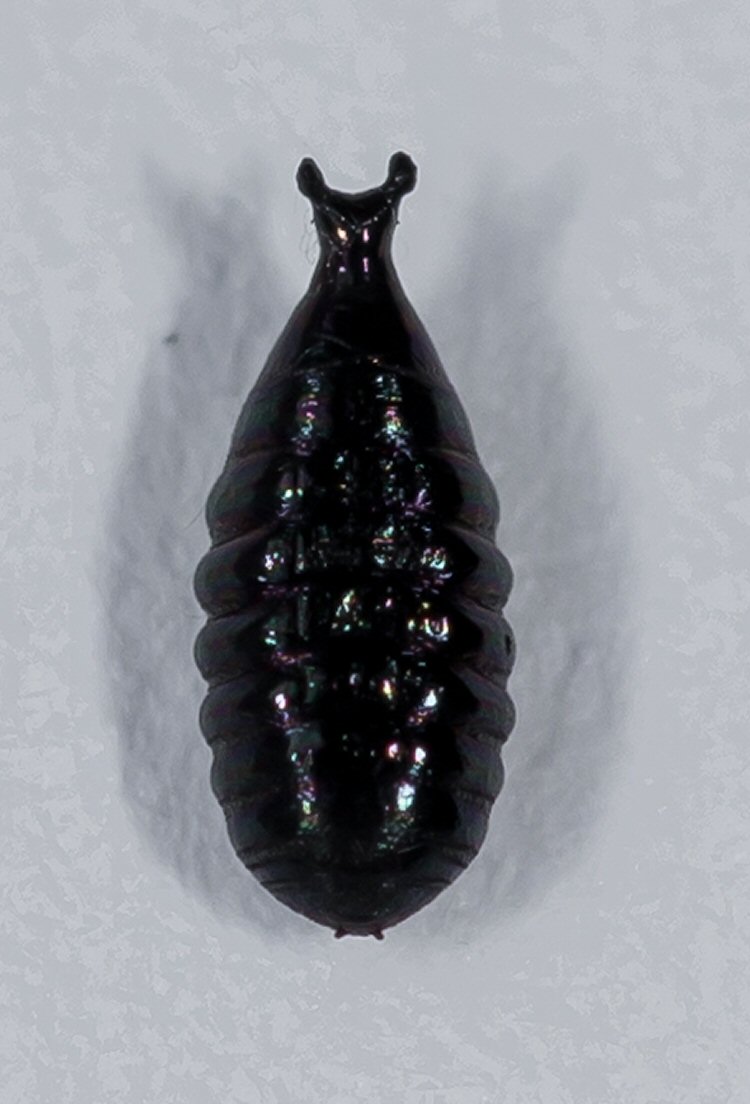 pupa - dorsal view