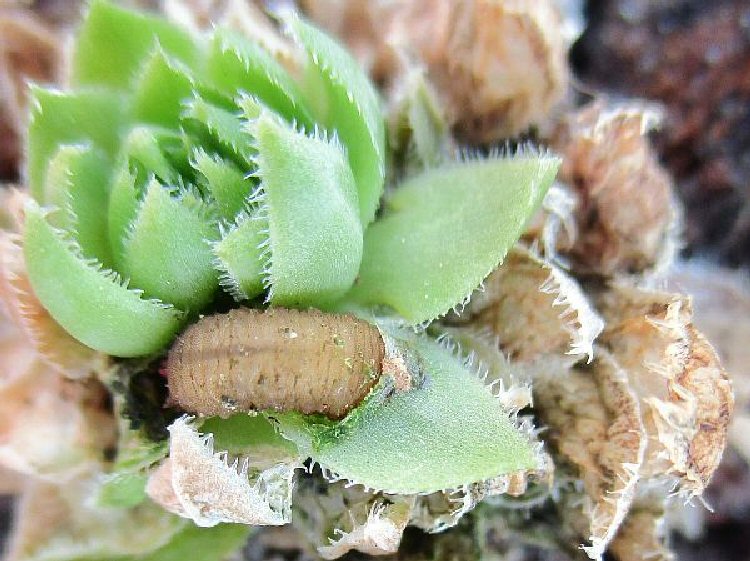 larva