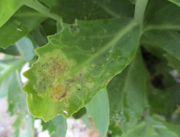 leaves discolour