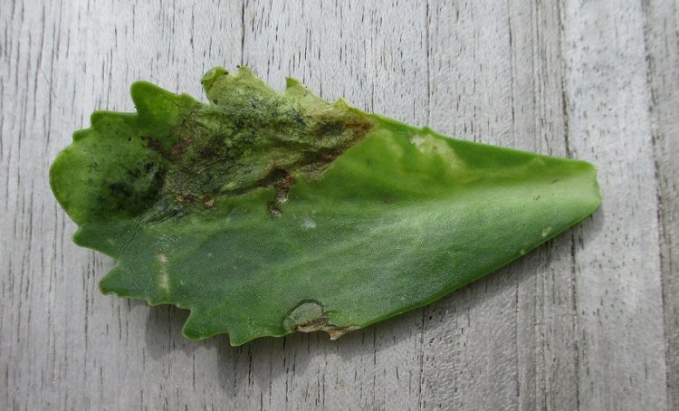 upper surface