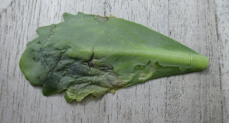 lower surface