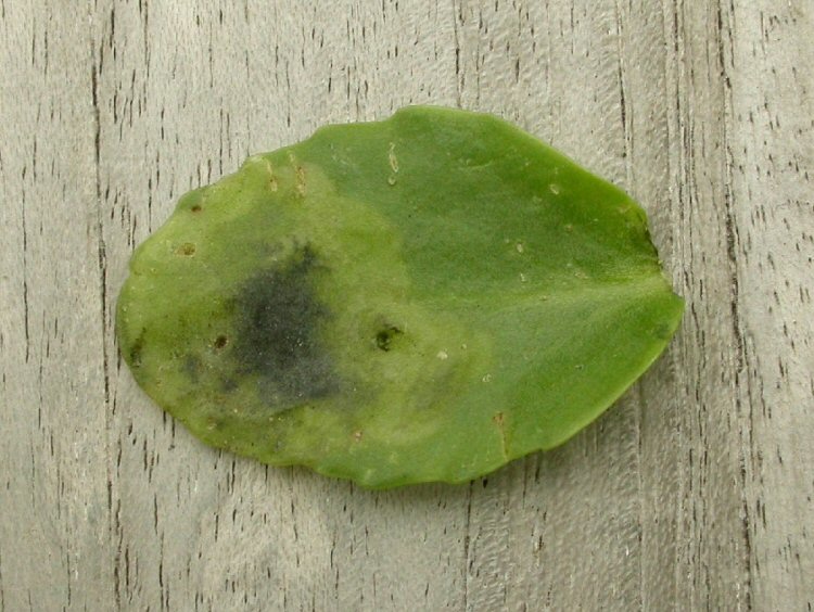 the leaf stains black