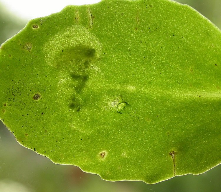 larva in ine