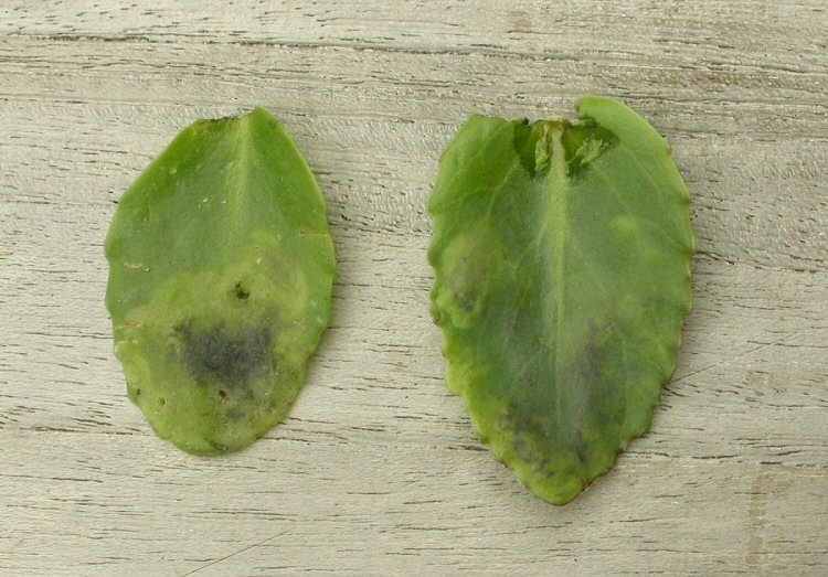 leaves stain black
