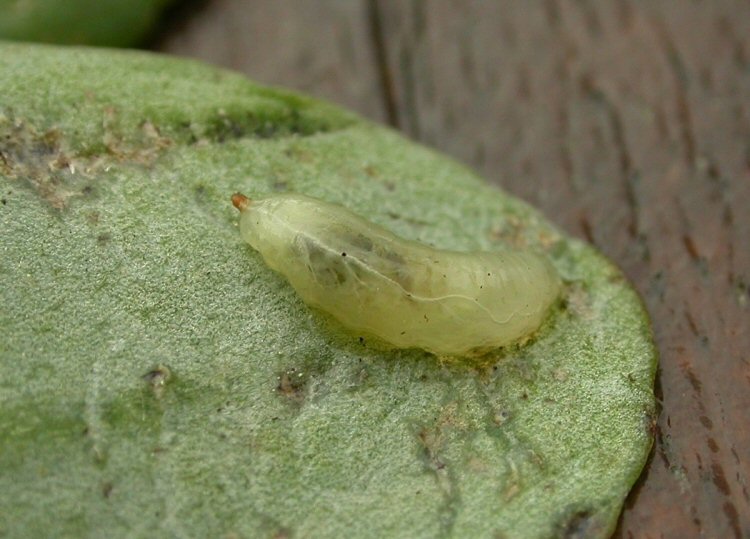 larva