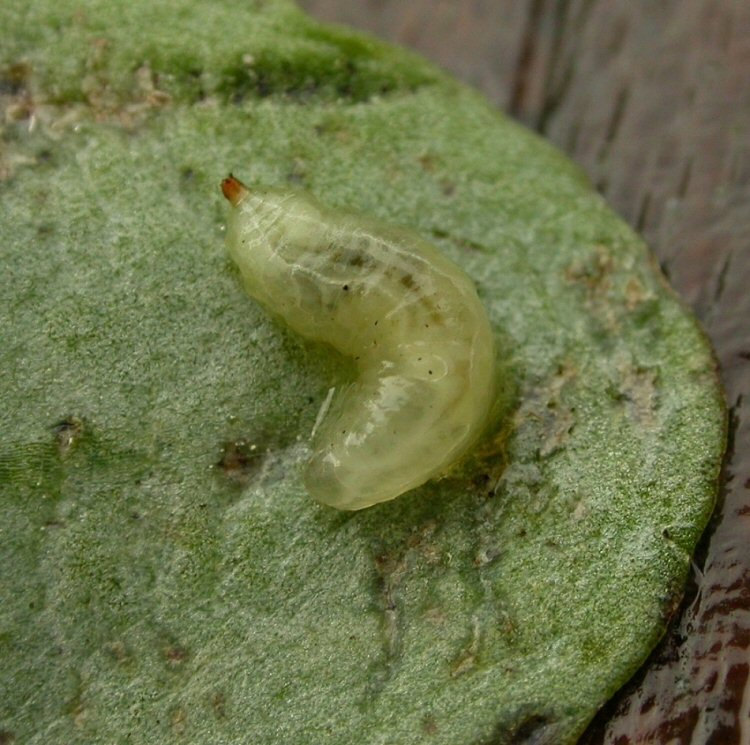 larva