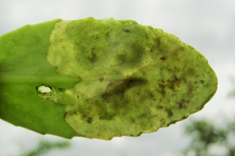 larva in mine