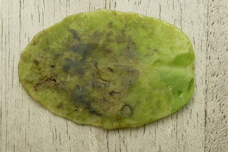 upper leaf surface