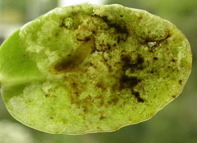larva in mine