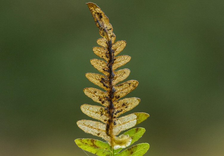 larva in mine