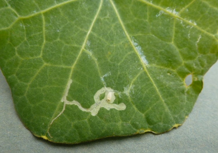 mine on Nasturtium