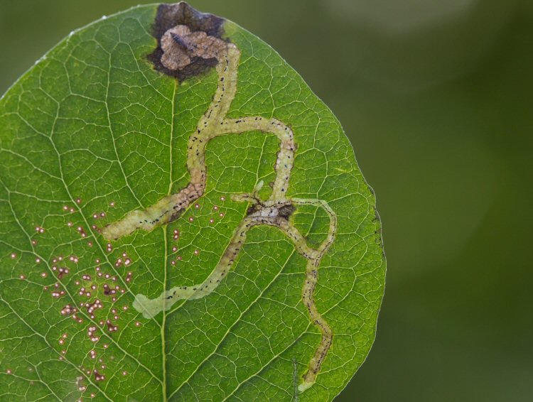 pupa in mine