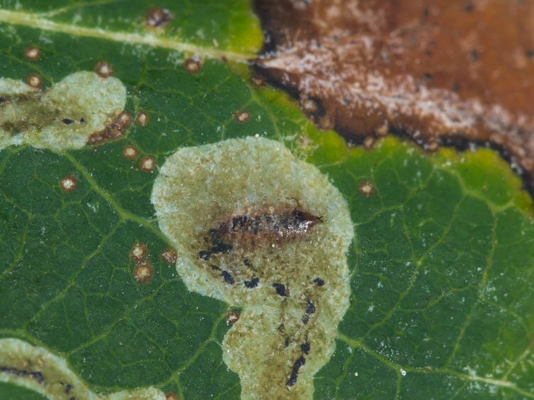 pupa in mine