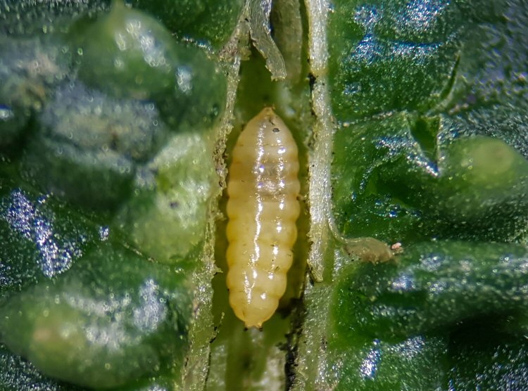 pupa