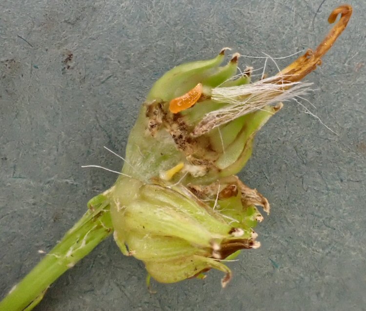 pale orange larva