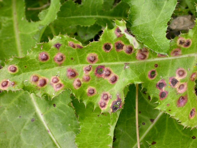 there may be several pustules in a leaf