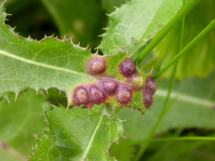 there may be several putules in a leaf
