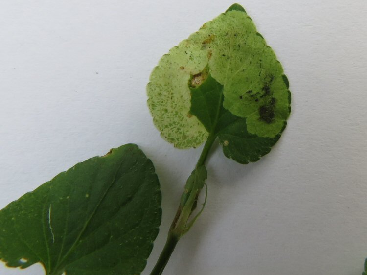 white blotch mine