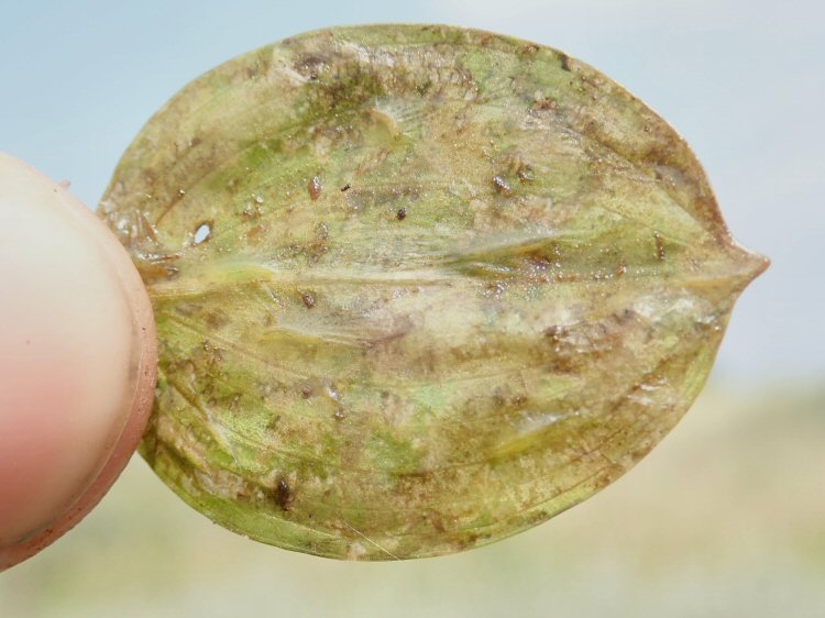 underside of leaf
