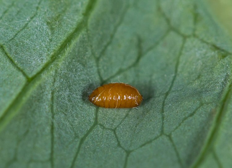 pupa