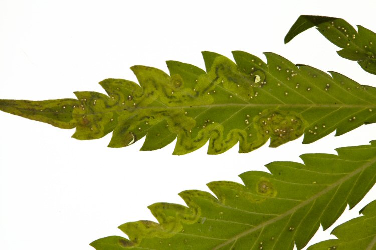 larva in mine
