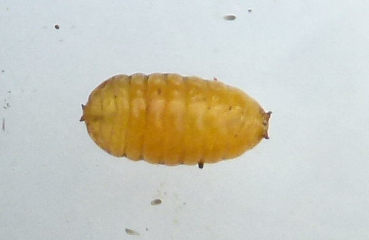 pupa