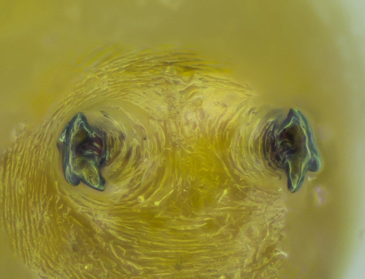 rear spiracula