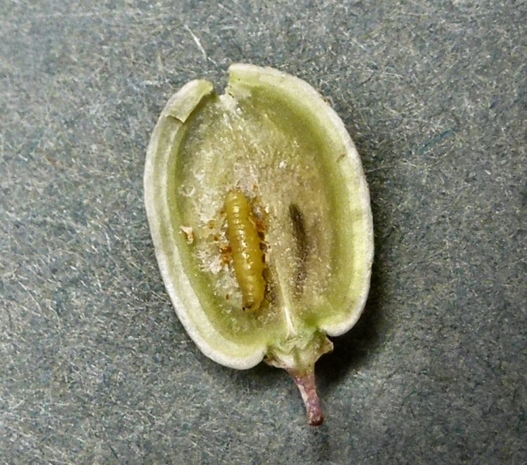 larva in seed