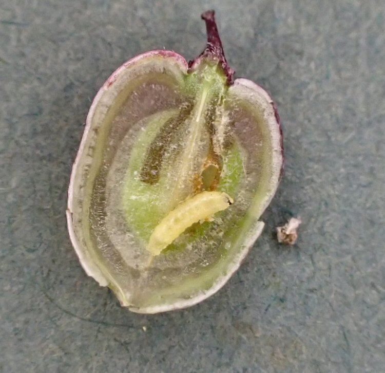 larva