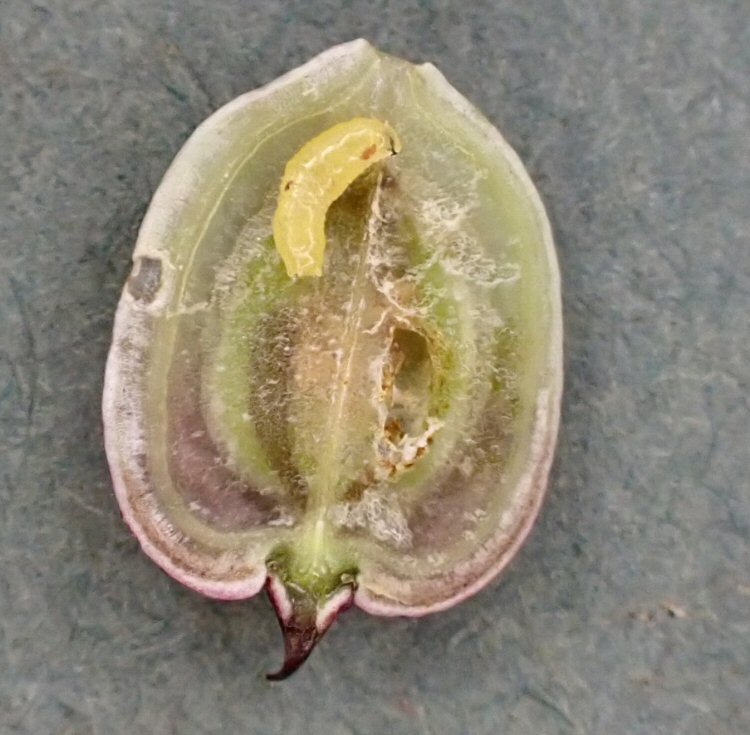 larva