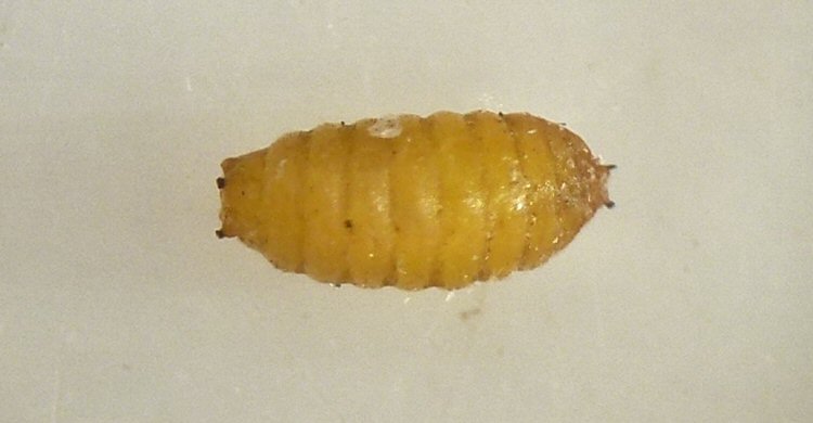 puparium dorsal